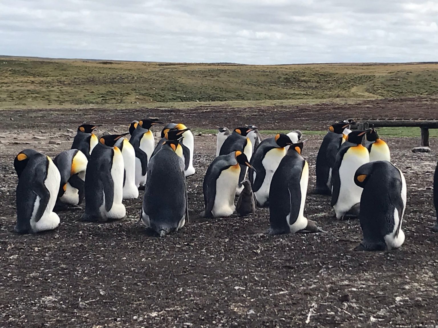 フォークランド諸島でペンギンに癒される