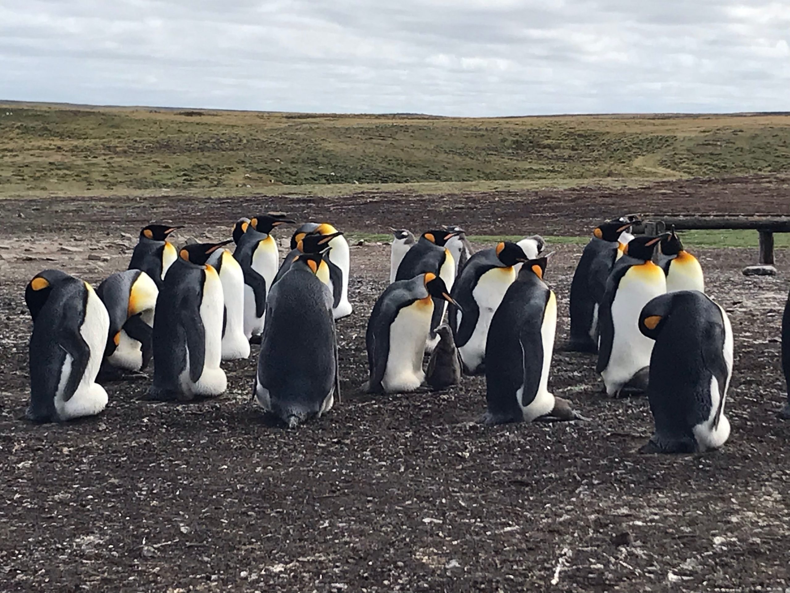 フォークランド諸島でペンギンに癒される