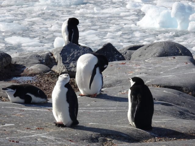 ルメール海峡 氷海カヤック ペンギンの島